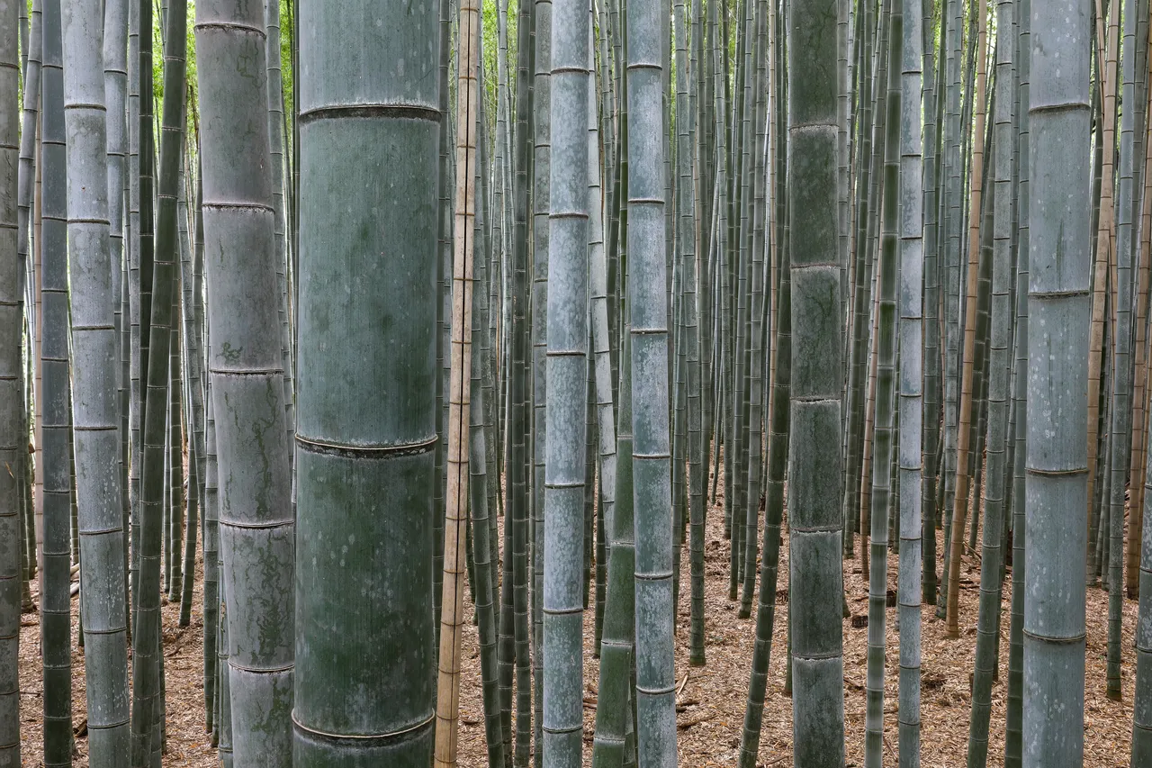 Tall bamboo forest